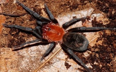 BUMBA CABOCLA SLING TARANTULA